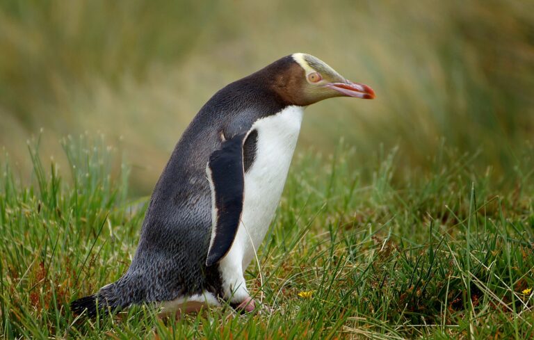 yellow-eyed penguins