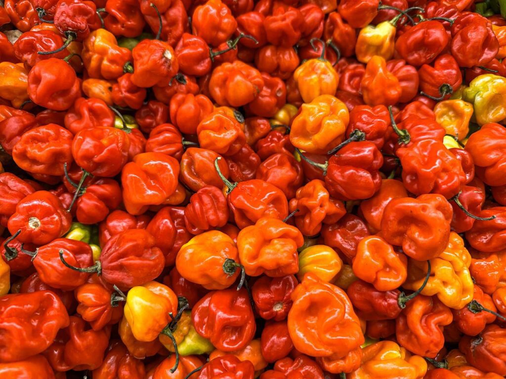 Scotch Bonnet