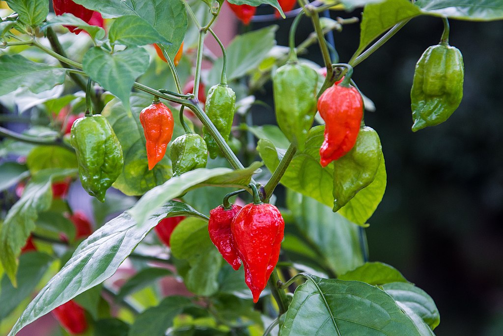 Bhut-Jolokia