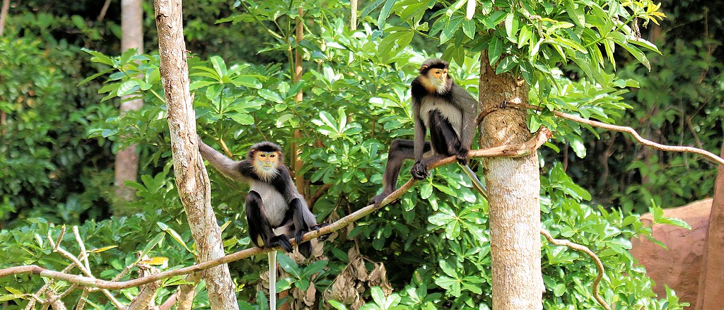 Black-shanked Douc Langur