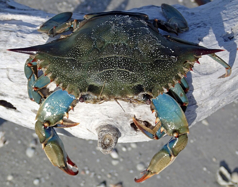 Blue Crab (Callinectes sapidus)