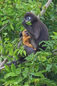 Dusky_Langur_infant_learning_to_eat_leaves