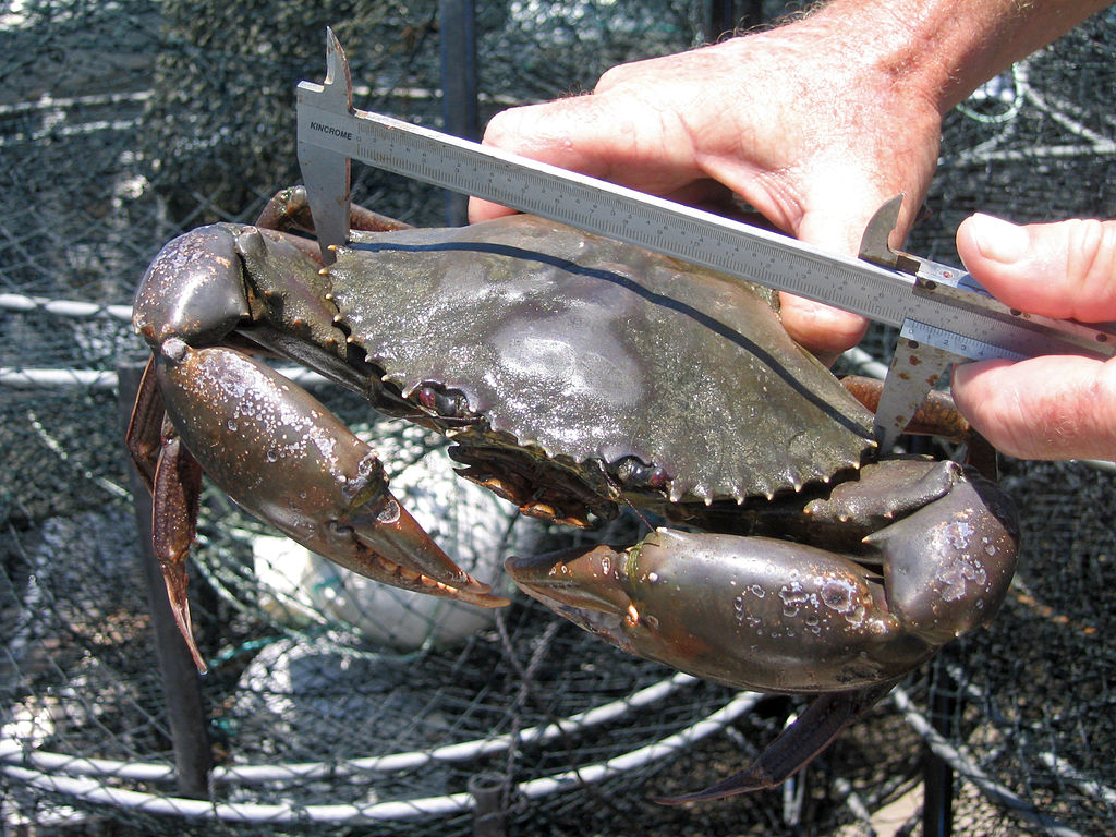 Giant Mud Crab (Scylla serrata)