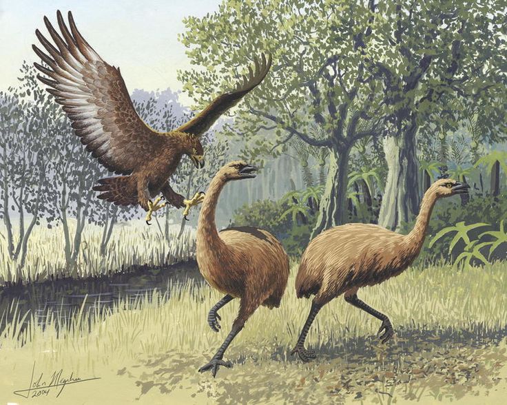 Haast's Eagle and Moa