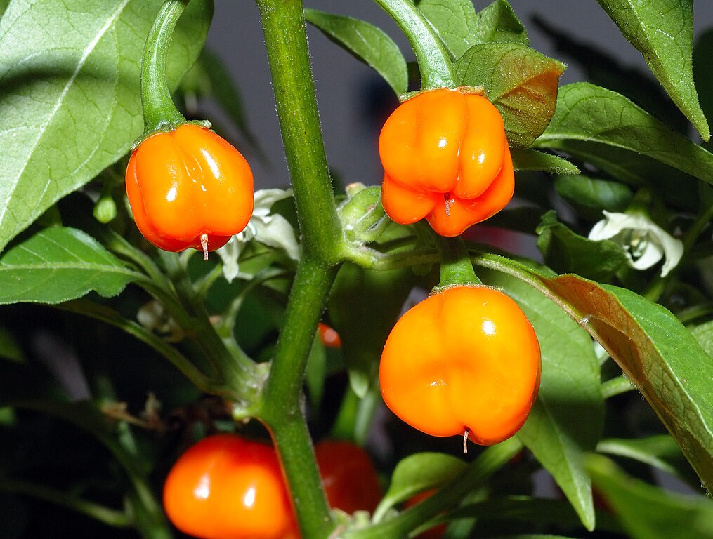 Habanero_chile_-_fruits