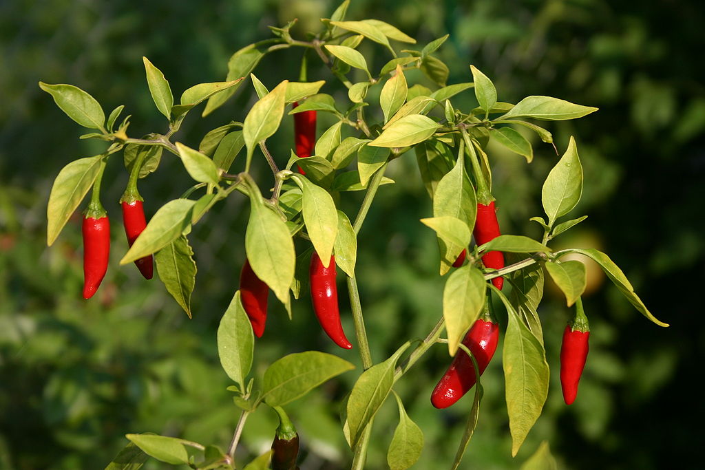 Piri Piri (Bird's Eye Chili)