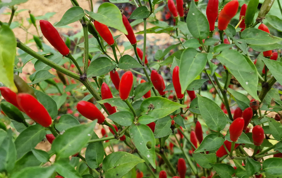 Piri Piri