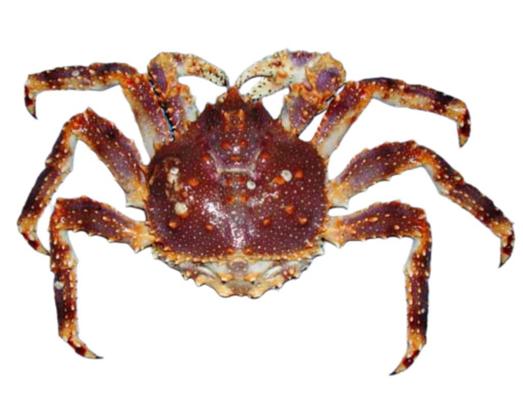 Red King Crab (Paralithodes platypus)