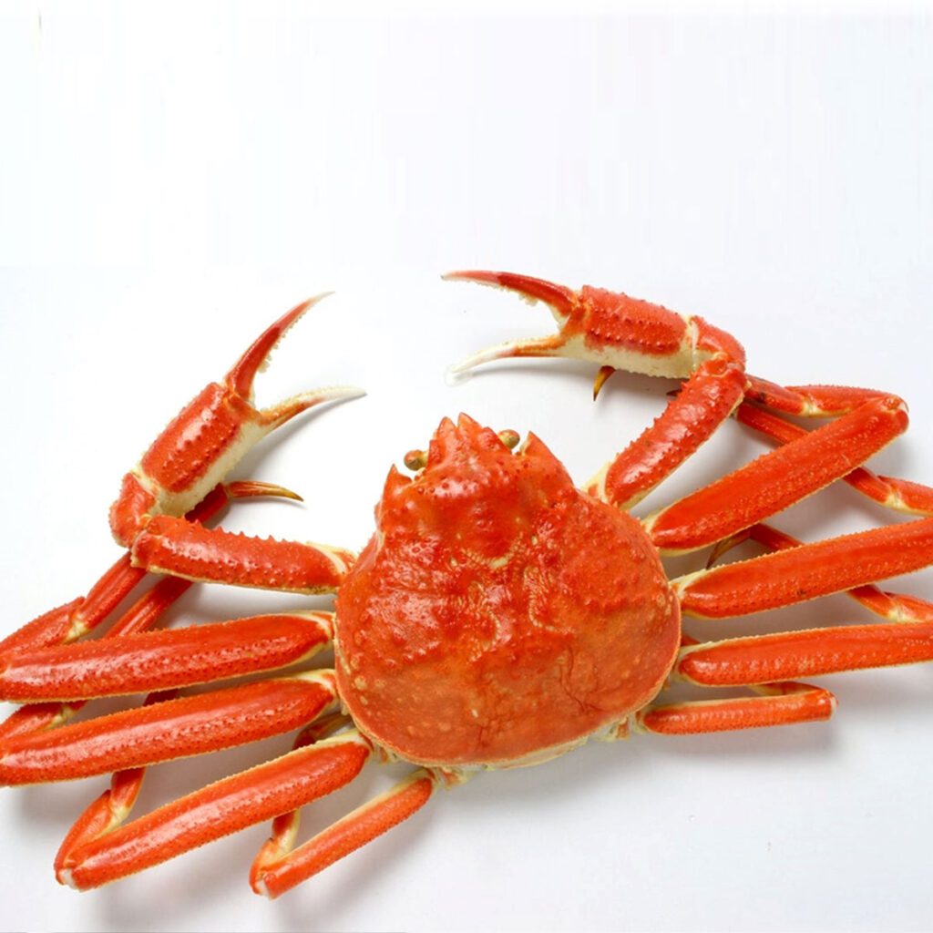 Snow Crab (Chionoecetes opilio)