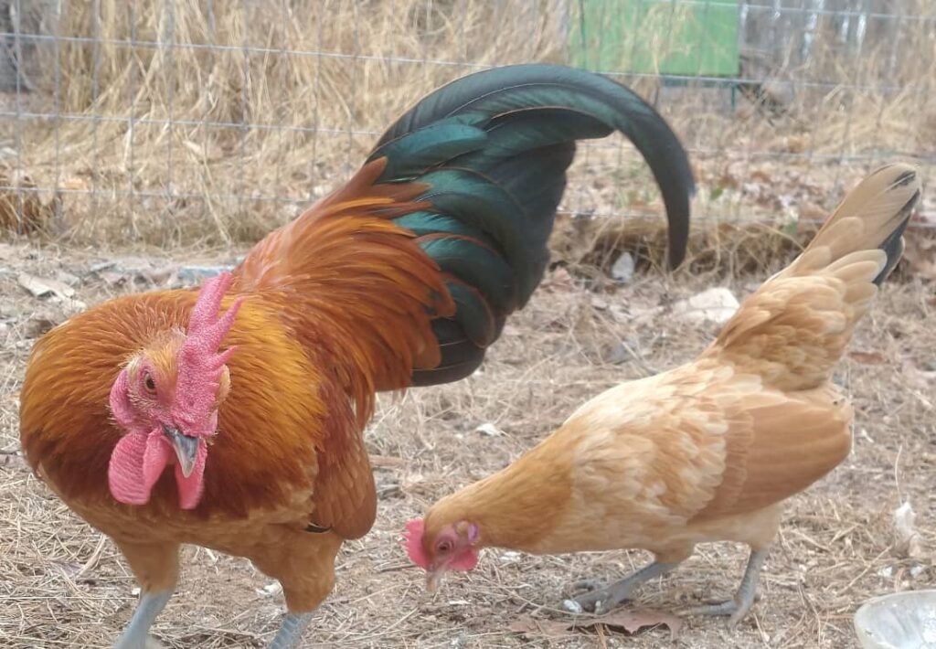 Nankin Bantam