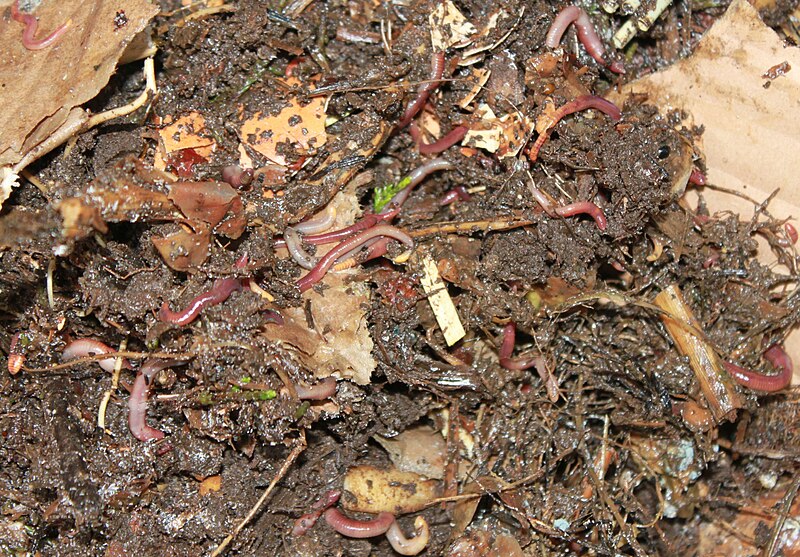 earth worm on bedding