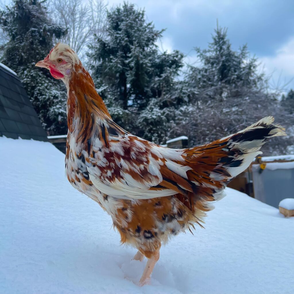 Swedish Flower Hen