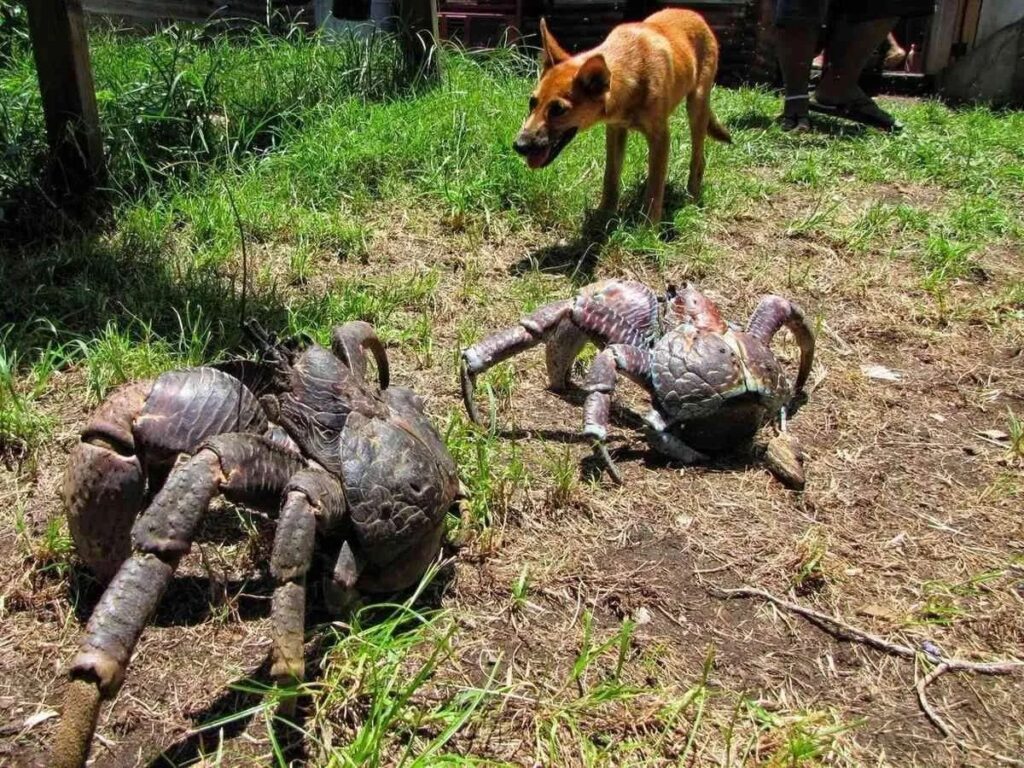 Coconut Crab (Birgus latro)