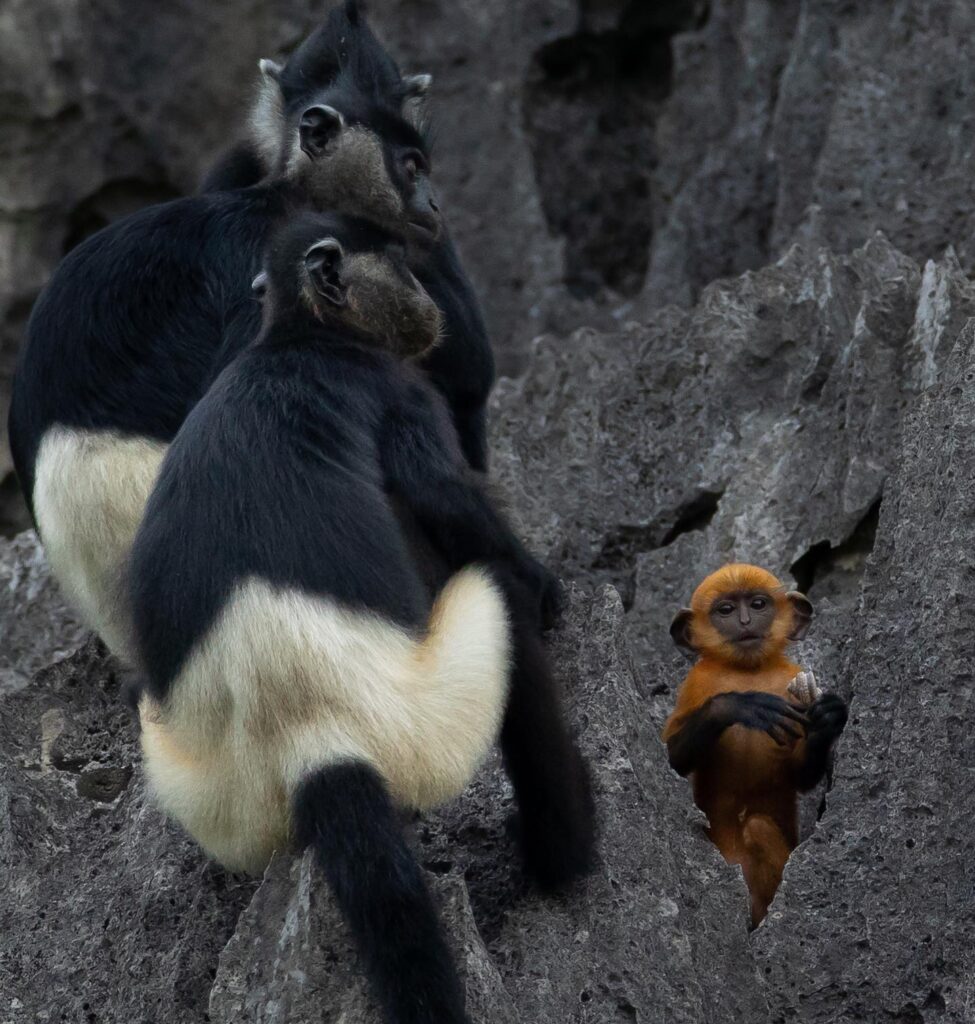 Delacour’s Langur