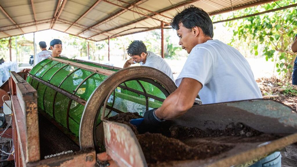 Vermicompost Harvest