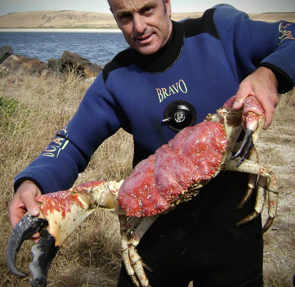 Tasmanian Giant Crab (Pseudocarcinus gigas)