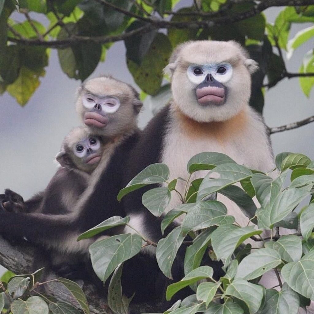 Tonkin Snub-nosed Monkey