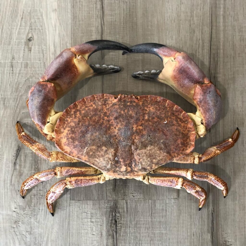 European Edible Crab (Cancer pagurus)