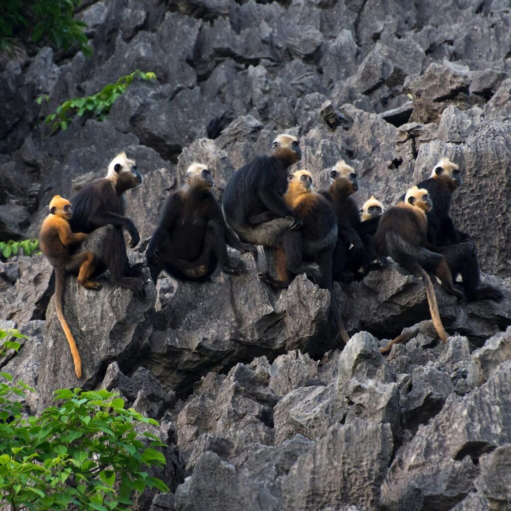 Golden-headed Langur