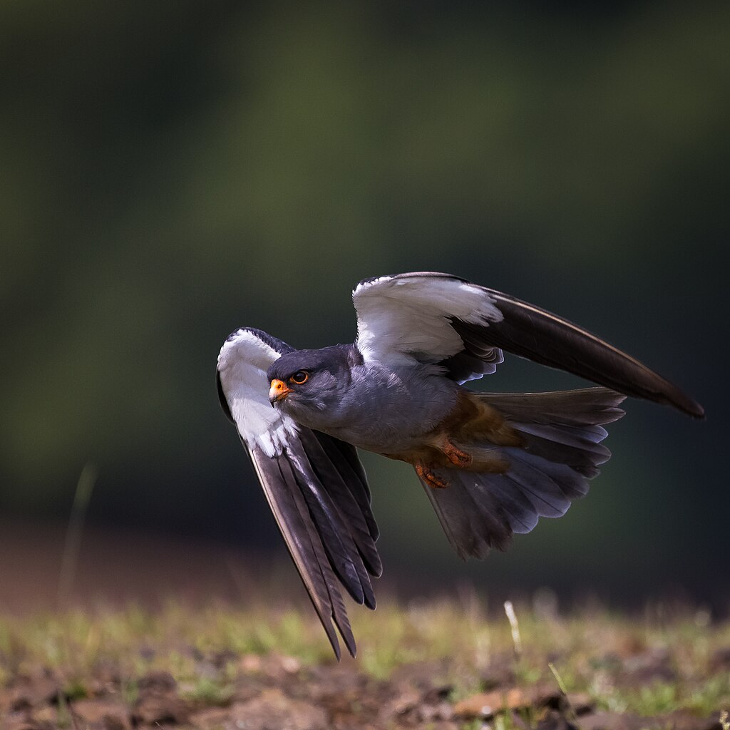 Amur_falcon_male_in_flight