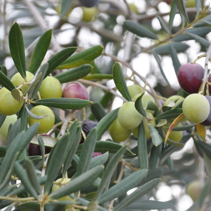 How Olives Shaped History