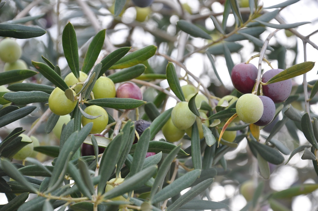 How Olives Shaped History