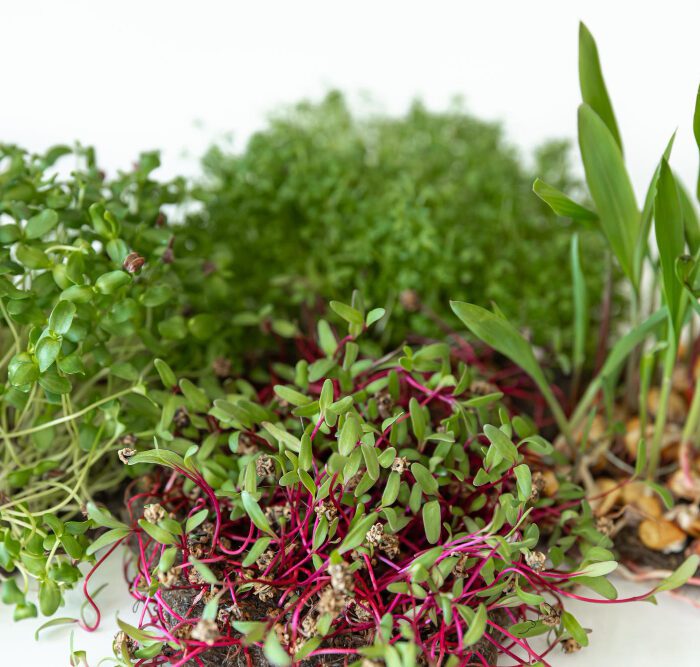 How to Grow Microgreens