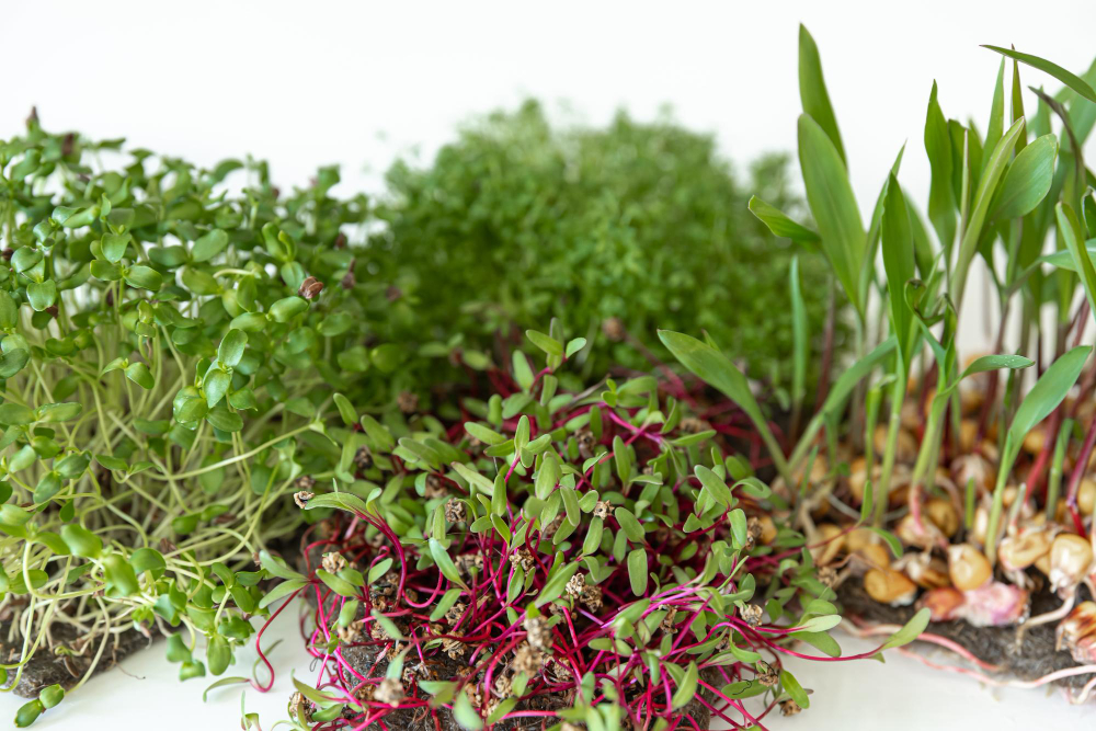 How to Grow Microgreens