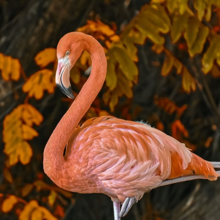 Flamingo - Migratory birds in India in winter season