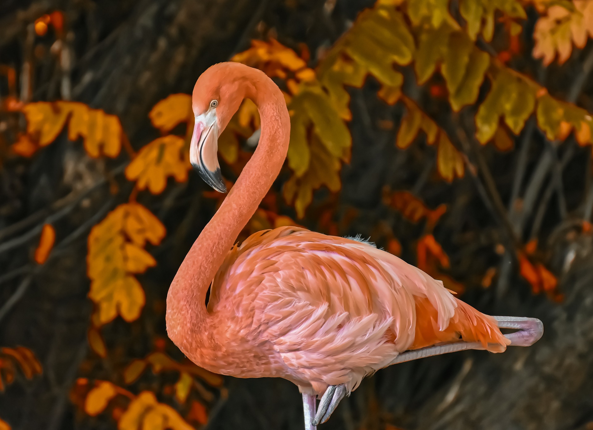 Flamingo - Migratory birds in India in winter season