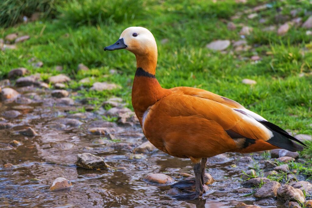 Ruddy Shelduck