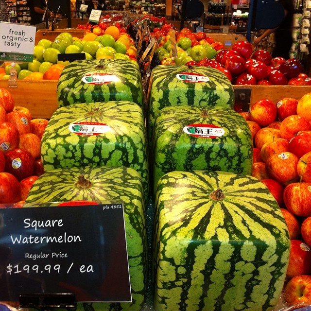 How Square Watermelons are Grown