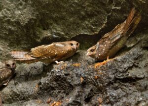 OilBird - scary bird sounds