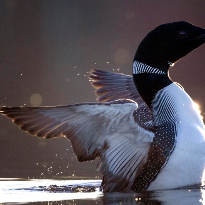 Common Loon - Top 10 Birds with the Scariest Sounds