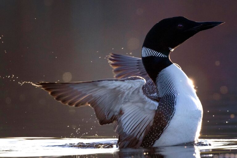 Common Loon - Top 10 Birds with the Scariest Sounds