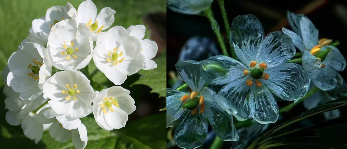 Flowers Turn Transparent