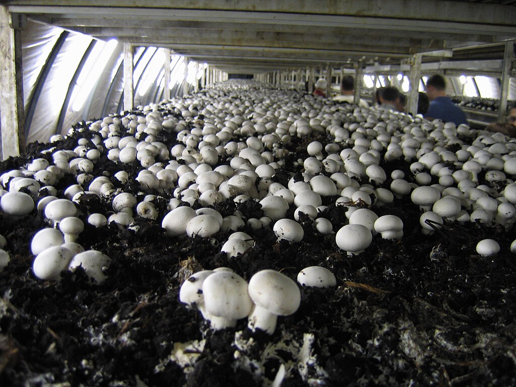 Hungary Mushroom Farm