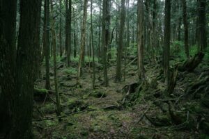 Aokigahara forest