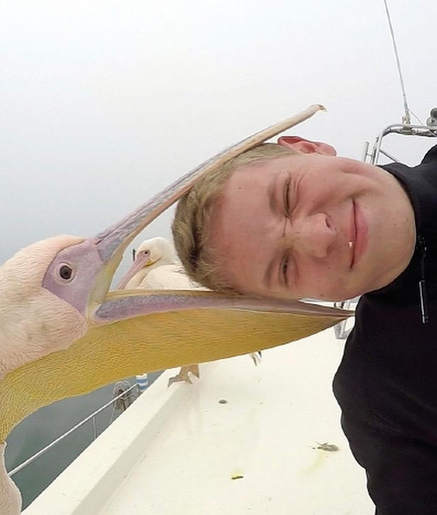 Pelican Eating Human