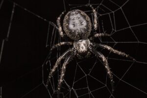 largest spiders in the world