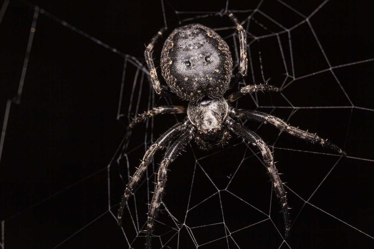 largest spiders in the world