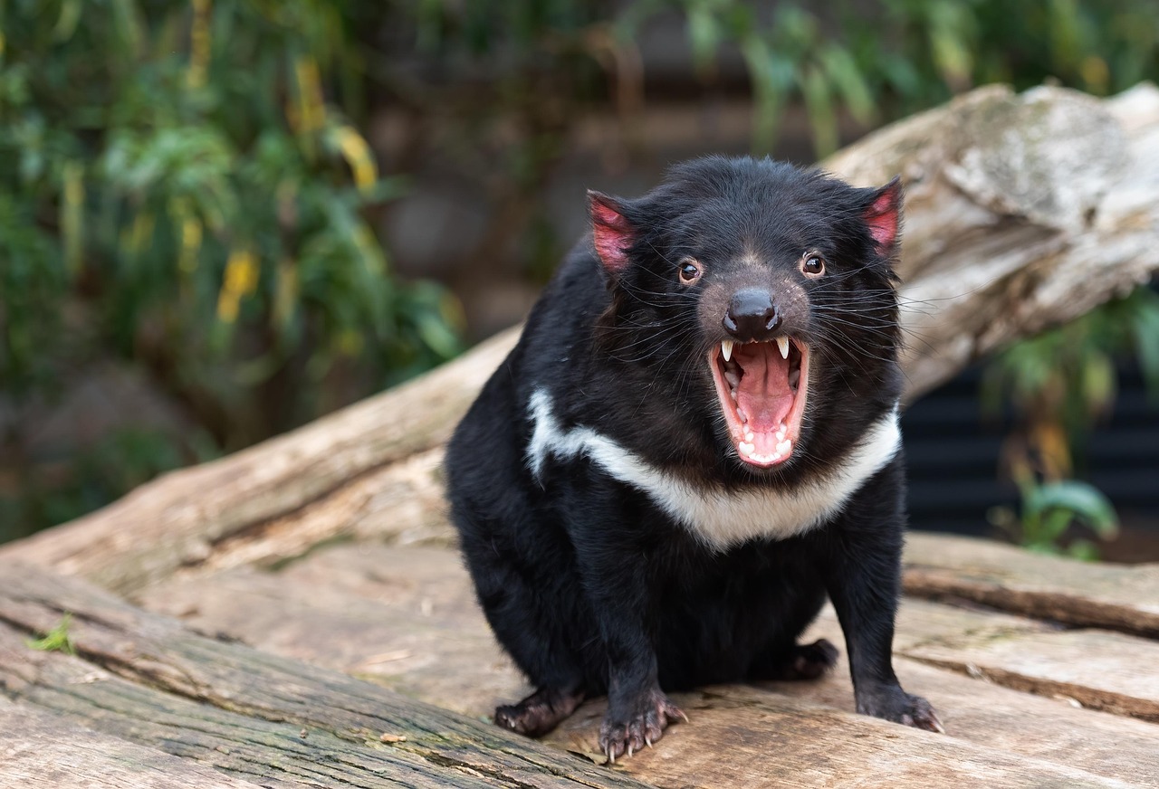 tasmanian-devil