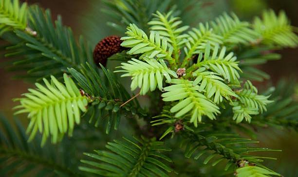 Wollemi Pine