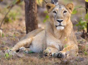 Asiatic_Lioness_in_Gir_Forest