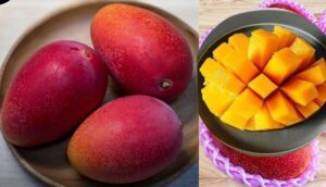How to Grow Miyazaki Mangoes