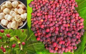 Incredible Indian Summer Fruits