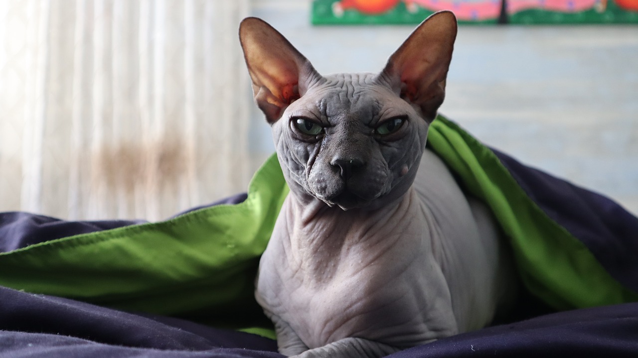 Rarest Species of Domestic Cat