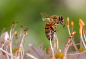 Types of Bees