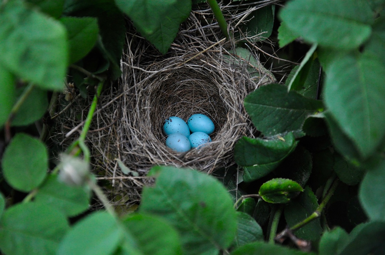 Wonderful Bird Eggs
