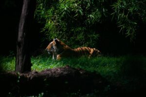 night safari